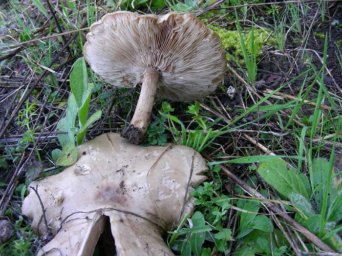 590 Febbraio vecchio ritrovamento